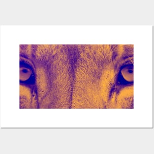 Lion Eyes (orange) Posters and Art